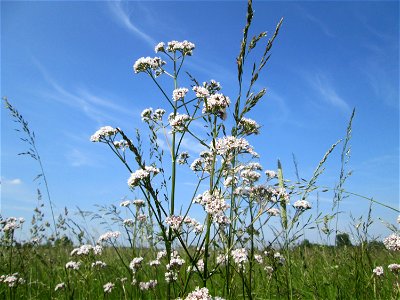 Echter Baldrian (Valeriana officinalis) im Naturschutzgebiet „Karl-Ludwig-See“ im Landschaftsschutzgebiet „Hockenheimer Rheinbogen“