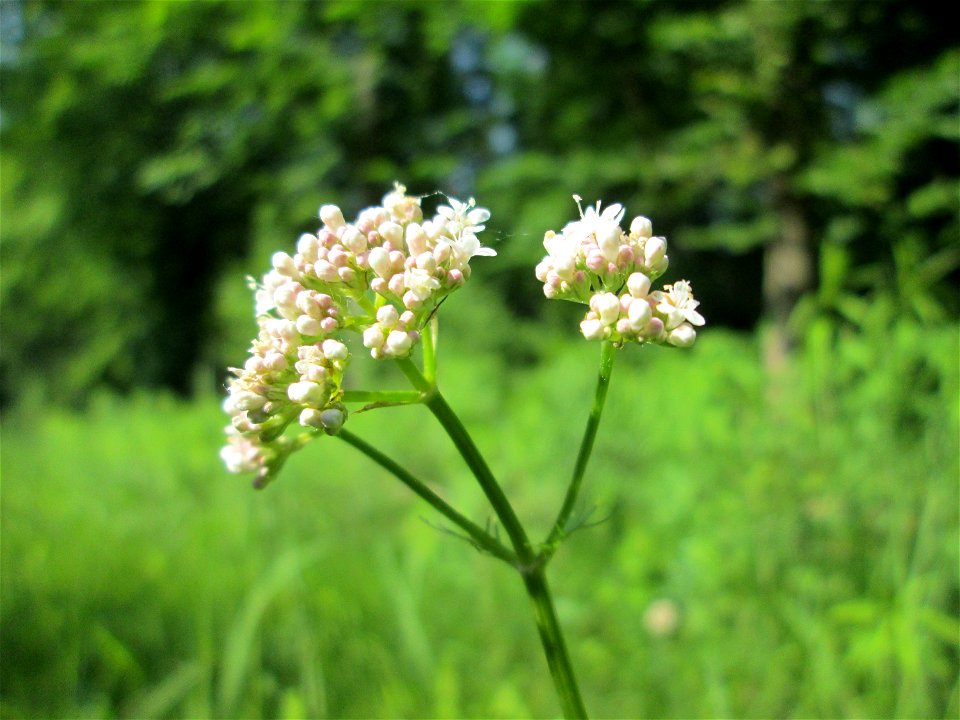 Echter Baldrian (Valeriana officinalis) im Naturschutzgebiet „Ketscher Rheininsel“