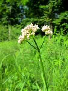 Echter Baldrian (Valeriana officinalis) im Naturschutzgebiet „Ketscher Rheininsel“