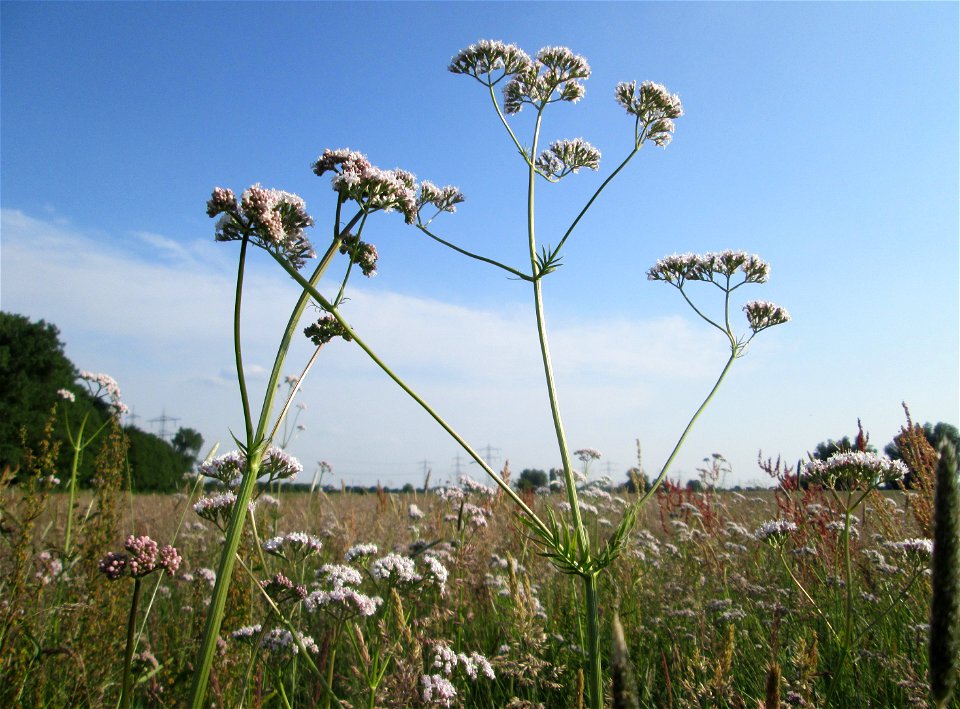 Echter Baldrian (Valeriana officinalis) im Naturschutzgebiet „Karl-Ludwig-See“ im Landschaftsschutzgebiet „Hockenheimer Rheinbogen“