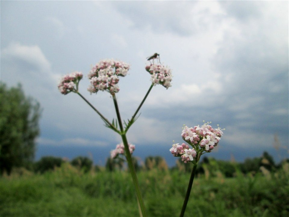 Baldrian (Valeriana officinalis) im Naturschutzgebiet „Bachwiesen/Leopoldswiesen“ im Hockenheimer Rheinbogen