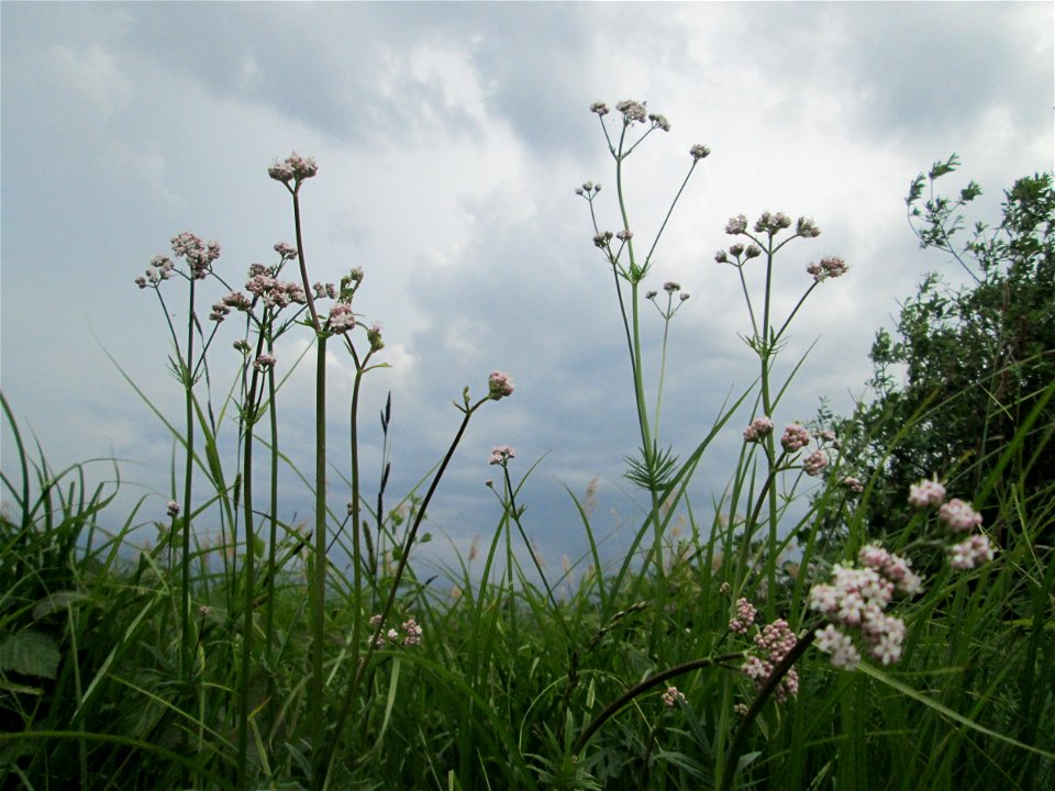 Baldrian (Valeriana officinalis) im Naturschutzgebiet „Bachwiesen/Leopoldswiesen“ im Hockenheimer Rheinbogen