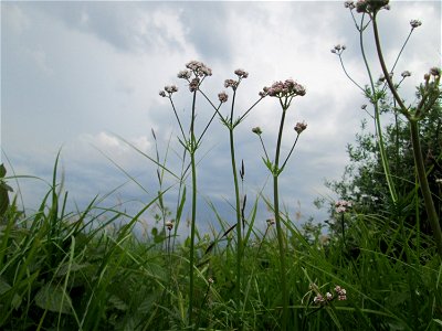 Baldrian (Valeriana officinalis) im Naturschutzgebiet „Bachwiesen/Leopoldswiesen“ im Hockenheimer Rheinbogen