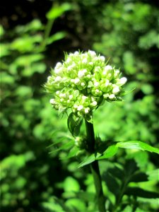 Echter Baldrian (Valeriana officinalis) im Naturschutzgebiet „St. Arnualer Wiesen“