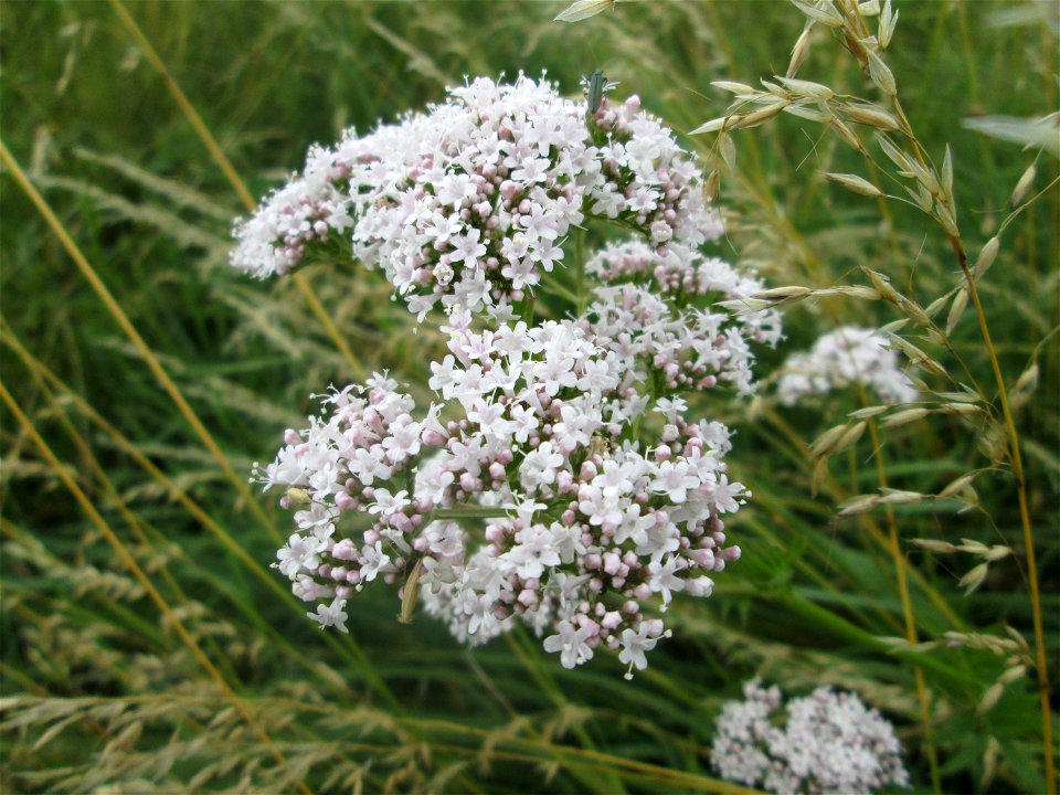 Baldrian (Valeriana officinalis) im Landschaftsschutzgebiet „Hockenheimer Rheinbogen“