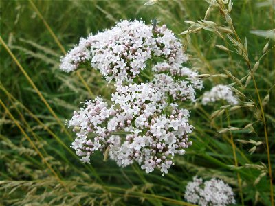 Baldrian (Valeriana officinalis) im Landschaftsschutzgebiet „Hockenheimer Rheinbogen“