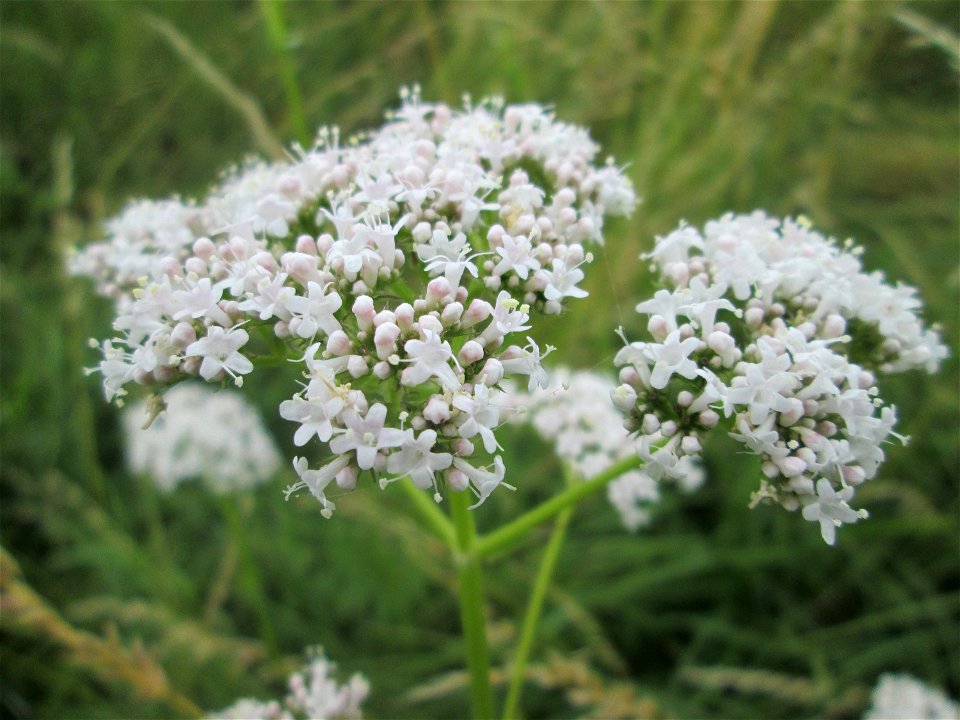 Baldrian (Valeriana officinalis) im Landschaftsschutzgebiet „Hockenheimer Rheinbogen“