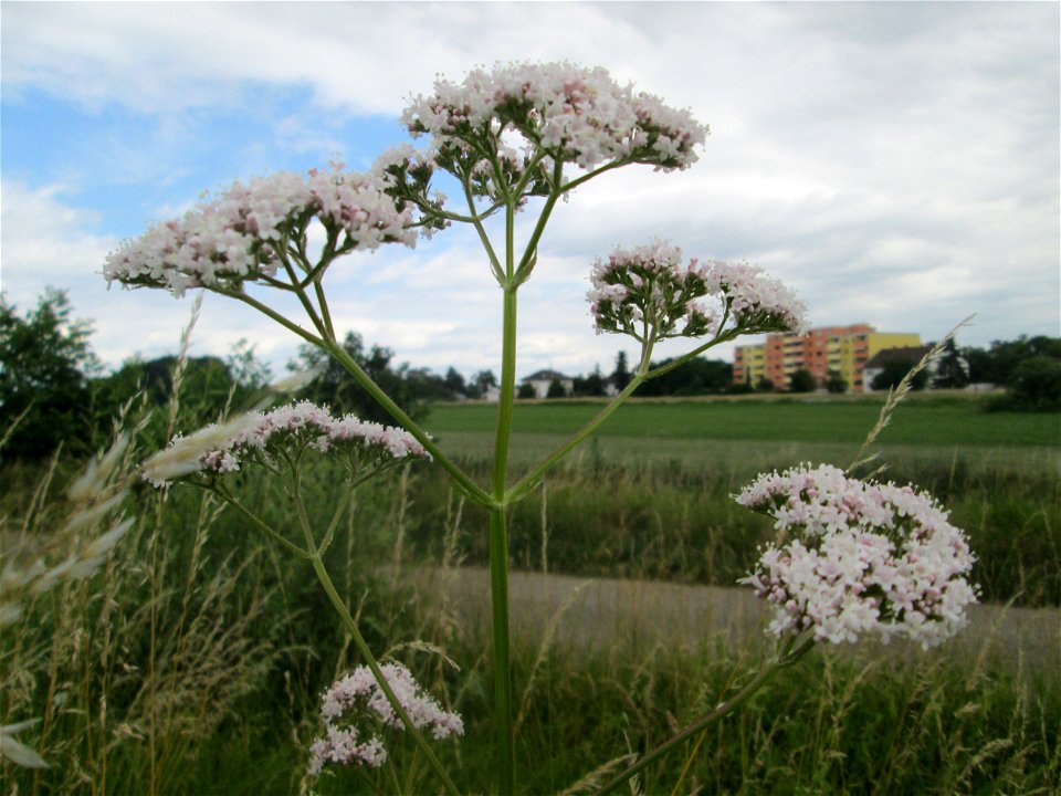 Baldrian (Valeriana officinalis) im Landschaftsschutzgebiet „Hockenheimer Rheinbogen“