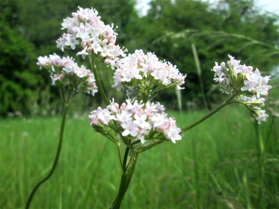 Baldrian (Valeriana officinalis) im Naturschutzgebiet „Oder“ im Hockenheimer Rheinbogen
