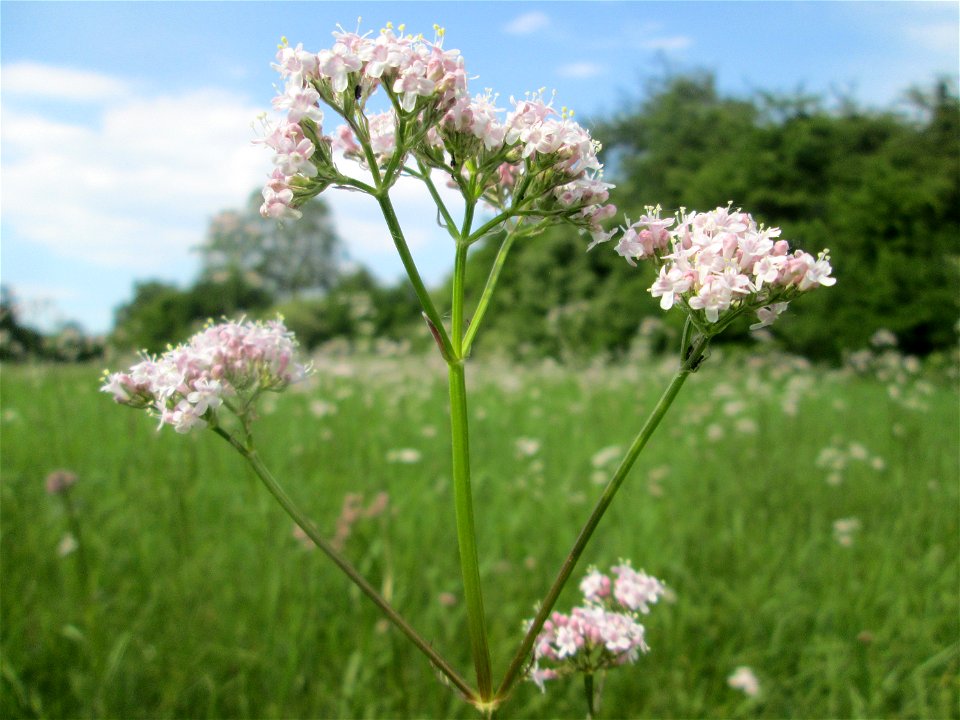Baldrian (Valeriana officinalis) im Naturschutzgebiet „Oder“ im Hockenheimer Rheinbogen