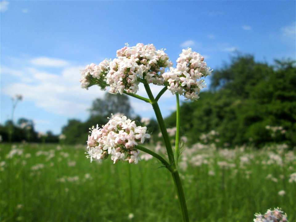 Baldrian (Valeriana officinalis) im Naturschutzgebiet „Oder“ im Hockenheimer Rheinbogen