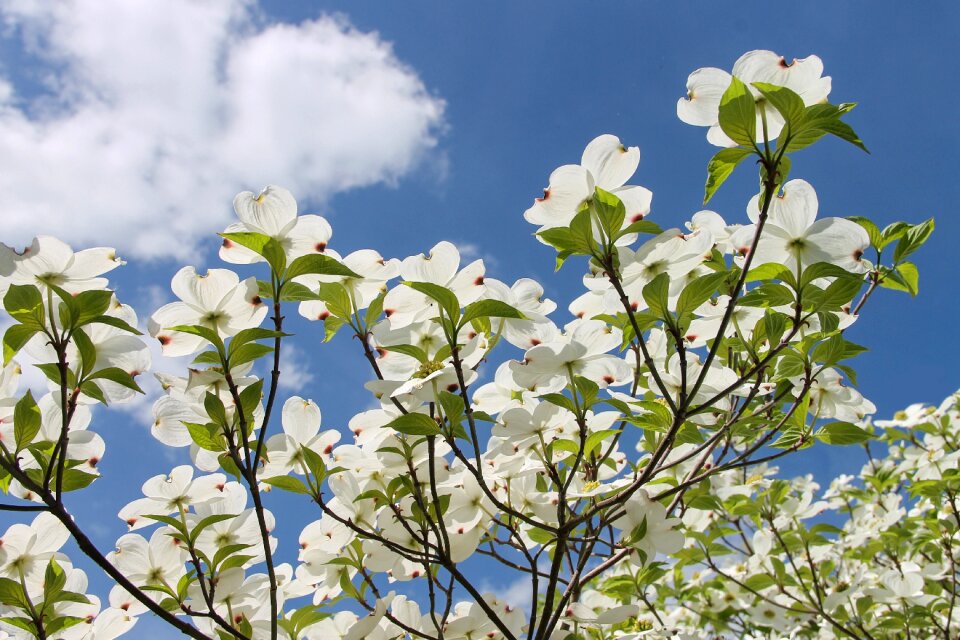 American dogwood dogwood greenhouse sky photo