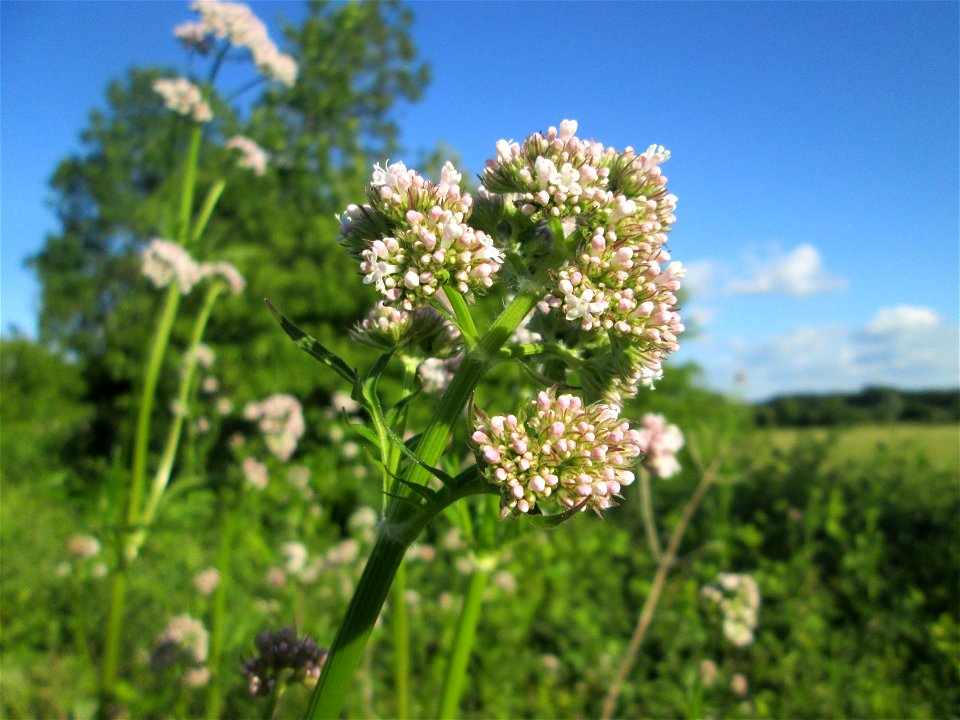Echter Baldrian (Valeriana officinalis) im Naturschutzgebiet „Hochholz-Kapellenbruch“