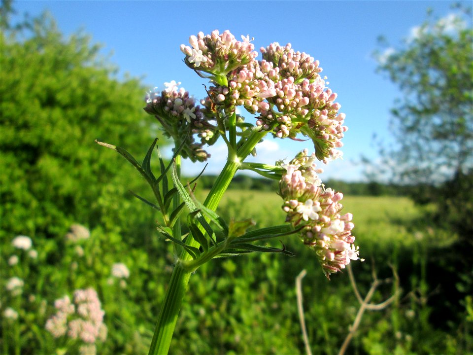 Echter Baldrian (Valeriana officinalis) im Naturschutzgebiet „Hochholz-Kapellenbruch“