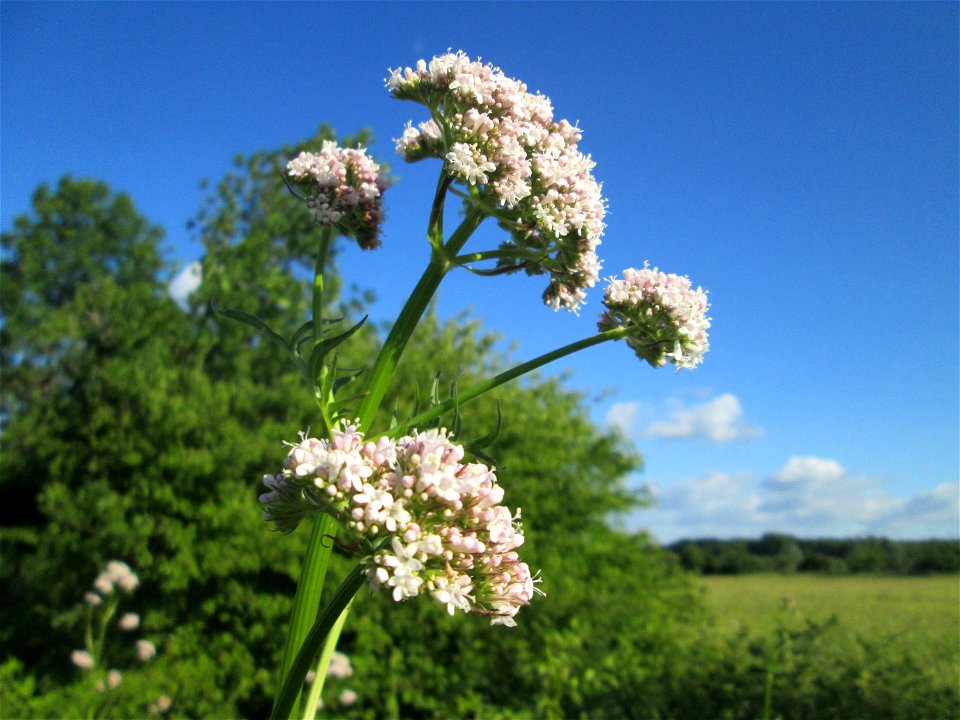 Echter Baldrian (Valeriana officinalis) im Naturschutzgebiet „Hochholz-Kapellenbruch“