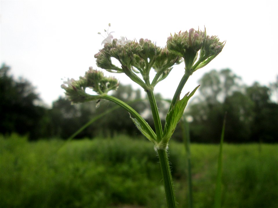 Echter Baldrian (Valeriana officinalis) im Naturschutzgebiet „St. Arnualer Wiesen“