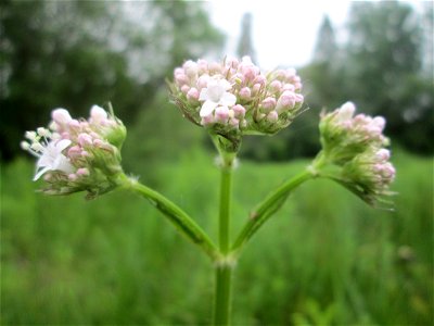 Echter Baldrian (Valeriana officinalis) im Naturschutzgebiet „St. Arnualer Wiesen“