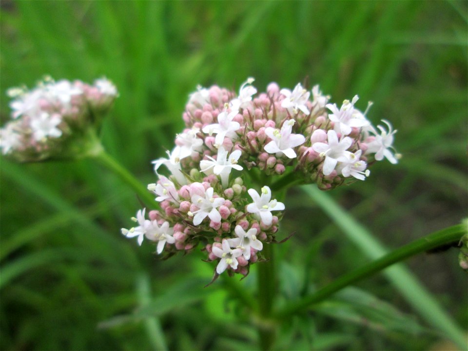 Echter Baldrian (Valeriana officinalis) im Naturschutzgebiet „St. Arnualer Wiesen“