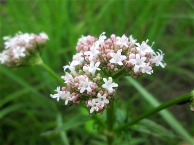 Echter Baldrian (Valeriana officinalis) im Naturschutzgebiet „St. Arnualer Wiesen“