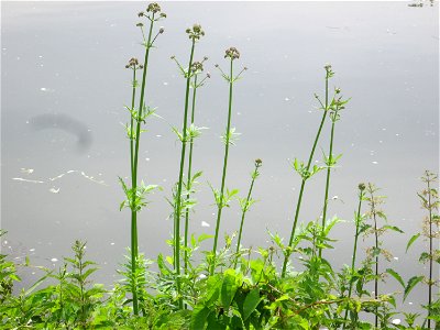 Echter Baldrian (Valeriana officinalis) an der Saar im Naturschutzgebiet „St. Arnualer Wiesen“