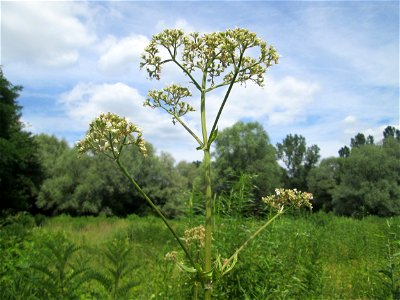 Echter Baldrian (Valeriana officinalis) im Naturschutzgebiet „St. Arnualer Wiesen“
