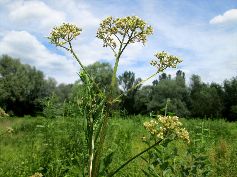 Echter Baldrian (Valeriana officinalis) im Naturschutzgebiet „St. Arnualer Wiesen“