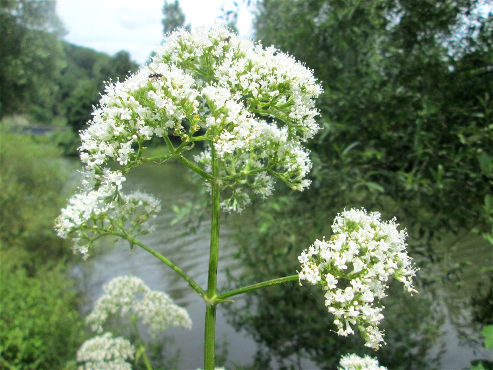 Echter Baldrian (Valeriana officinalis) an der Saar in Sankt Arnual