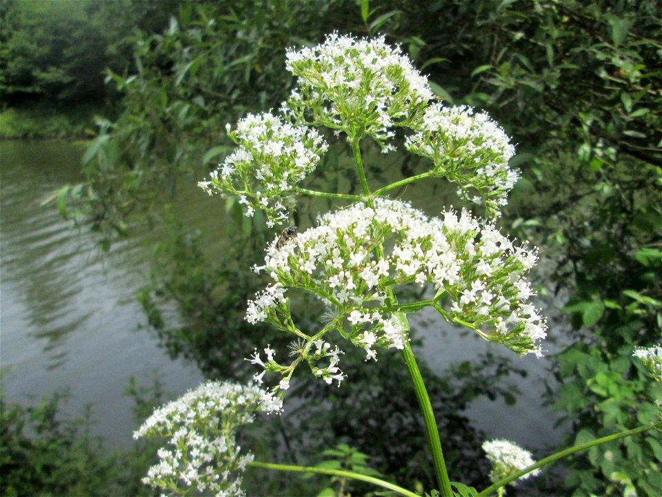 Echter Baldrian (Valeriana officinalis) an der Saar in Sankt Arnual