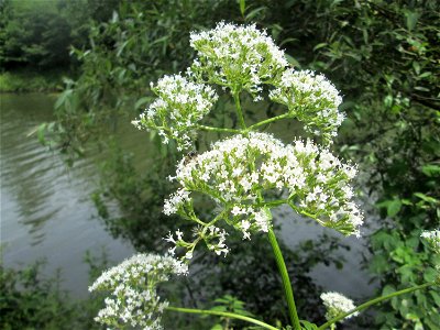 Echter Baldrian (Valeriana officinalis) an der Saar in Sankt Arnual