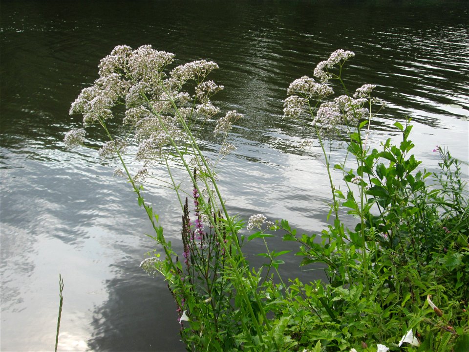 Echter Baldrian (Valeriana officinalis) an der Saar im Naturschutzgebiet "St. Arnualer Wiesen"