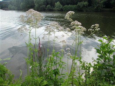 Echter Baldrian (Valeriana officinalis) an der Saar im Naturschutzgebiet "St. Arnualer Wiesen"