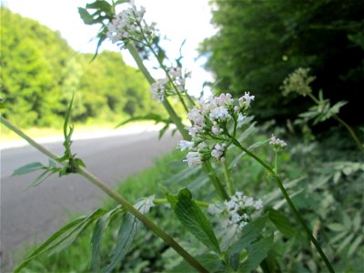 Echter Baldrian (Valeriana officinalis) im Wald bei Brebach