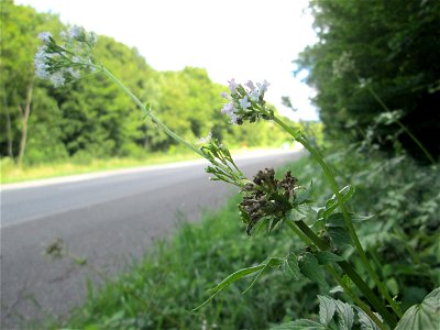 Echter Baldrian (Valeriana officinalis) im Wald bei Brebach