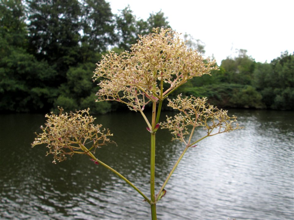 Echter Baldrian (Valeriana officinalis) an der Saar bei Grosbliederstroff