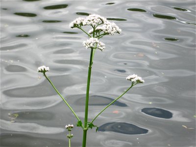 Echter Baldrian (Valeriana officinalis) an der Saar in Sankt Arnual