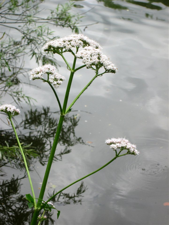 Echter Baldrian (Valeriana officinalis) an der Saar in Sankt Arnual