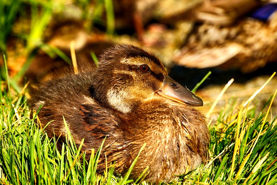 Animal bird nature