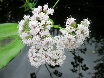 Baldrian (Valeriana officinalis) am Saaraltarm am Staden in Saarbrücken