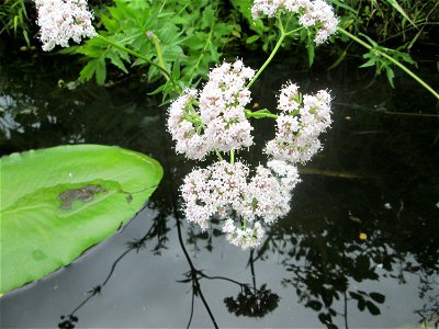 Baldrian (Valeriana officinalis) am Saaraltarm am Staden in Saarbrücken
