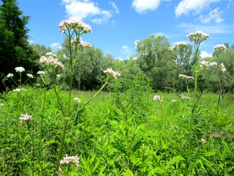 Echter Baldrian (Valeriana officinalis) im Naturschutzgebiet „St. Arnualer Wiesen“