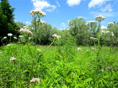 Echter Baldrian (Valeriana officinalis) im Naturschutzgebiet „St. Arnualer Wiesen“