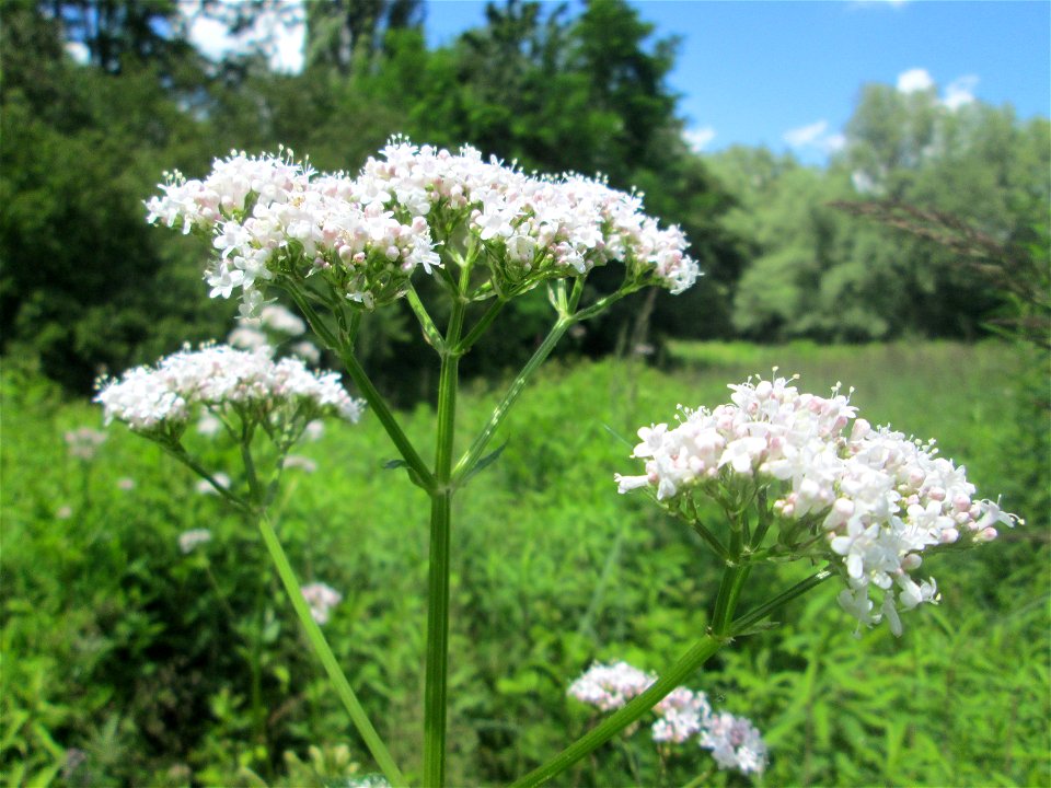 Echter Baldrian (Valeriana officinalis) im Naturschutzgebiet „St. Arnualer Wiesen“