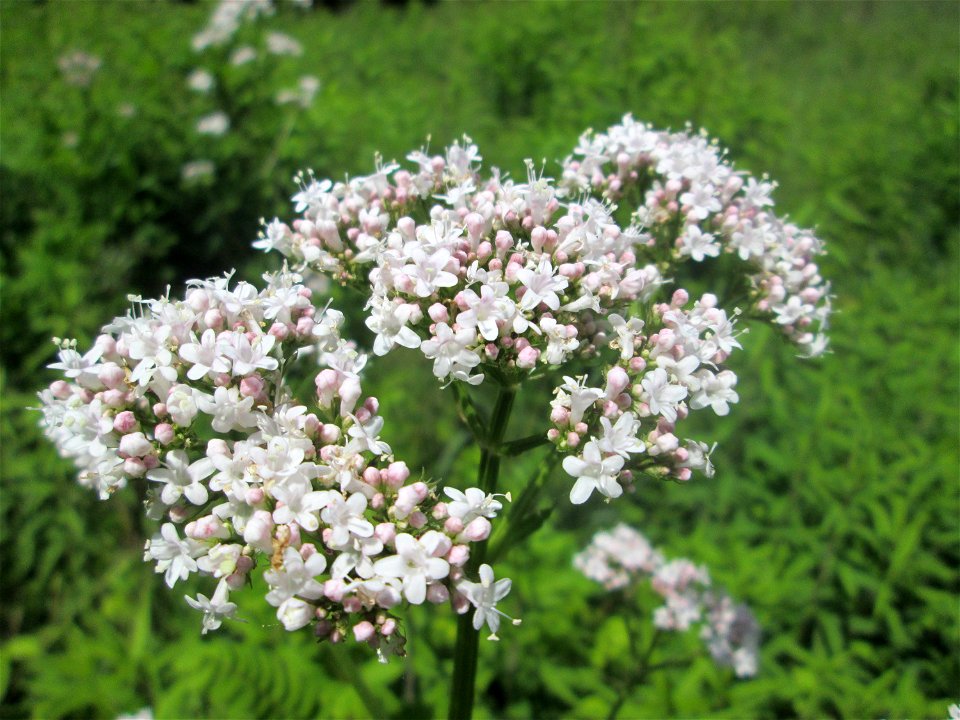 Echter Baldrian (Valeriana officinalis) im Naturschutzgebiet „St. Arnualer Wiesen“