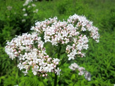 Echter Baldrian (Valeriana officinalis) im Naturschutzgebiet „St. Arnualer Wiesen“