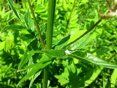 Echter Baldrian (Valeriana officinalis) im Naturschutzgebiet „St. Arnualer Wiesen“