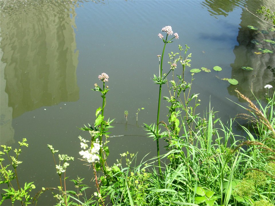 Echter Baldrian (Valeriana officinalis) am Osthafen in Saarbrücken