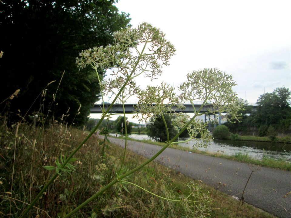 Echter Baldrian (Valeriana officinalis) an der Saar in Alt-Saarbrücken