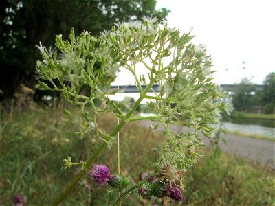 Echter Baldrian (Valeriana officinalis) an der Saar in Alt-Saarbrücken