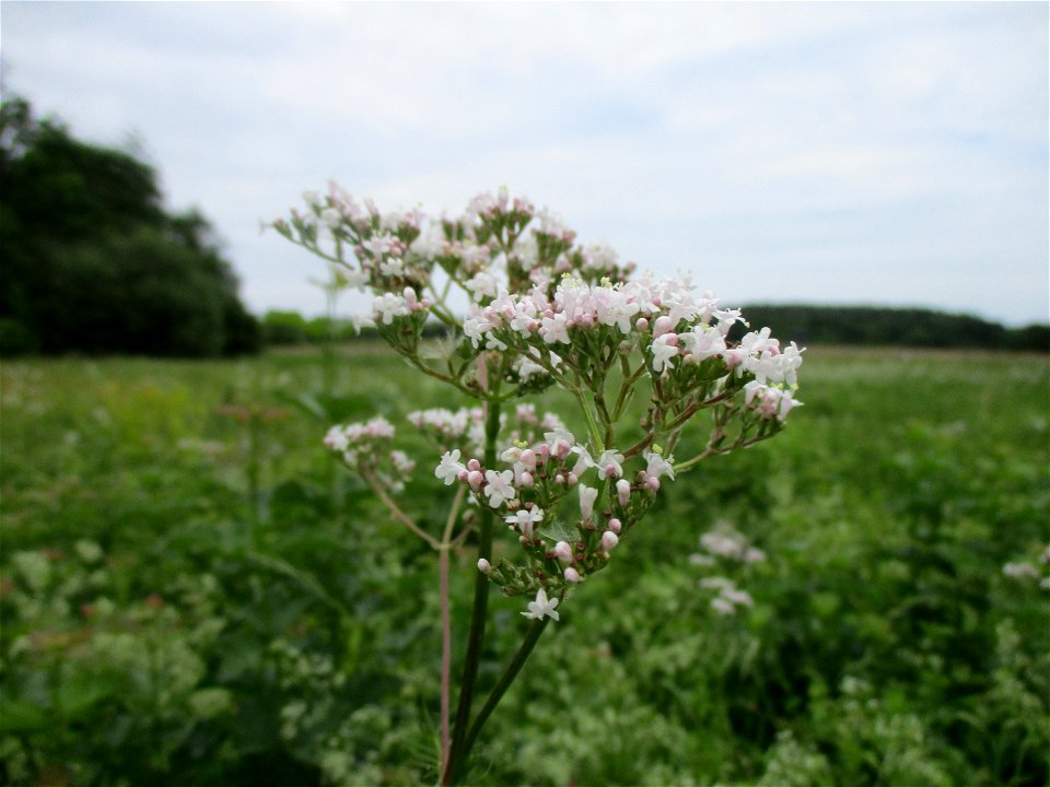 Echter Baldrian (Valeriana officinalis) an einem Kalkquellsumpf im Naturschutzgebiet Südlicher Bliesgau/Auf der Lohe bei Gersheim