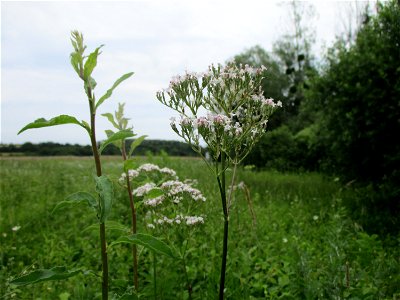 Echter Baldrian (Valeriana officinalis) an einem Kalkquellsumpf im Naturschutzgebiet Südlicher Bliesgau/Auf der Lohe bei Gersheim